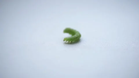 A small green caterpillar crawling on white background Stock Footage 156737556