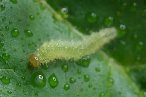 Small green caterpillar walks on a leaf. Stock Photos