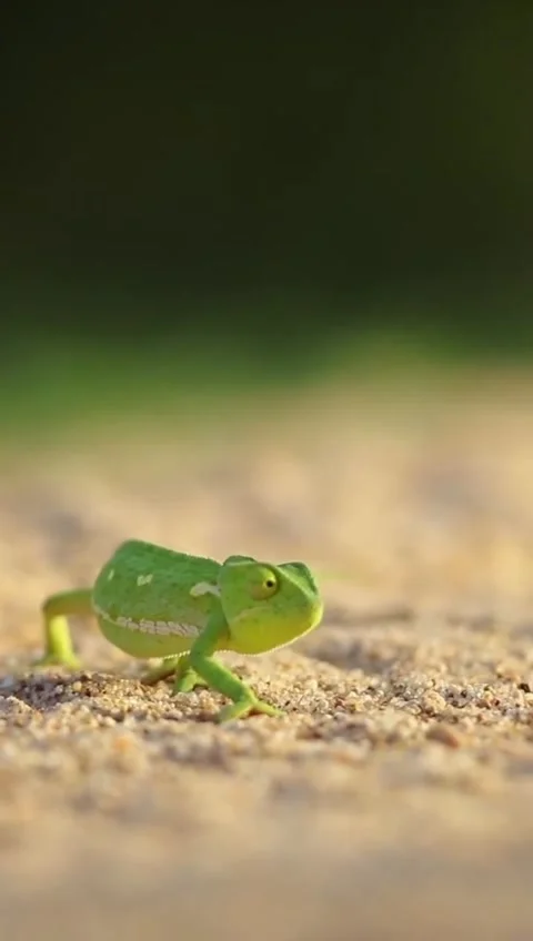 A small green chameleon walking on sandy ground in nature Stock Footage 335248949