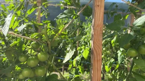 Small green cherry tomatoes growing in the garden Stock Footage 252245714