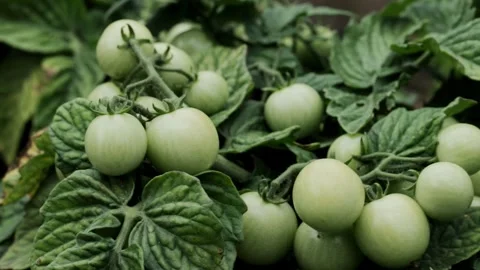 Small green cherry tomatoes growing in a garden bed, close-up, harvest Stockbeeldmateriaal 315512893