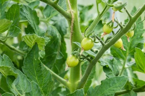 Small green cherry tomatoes growing on a vibrant leafy vine inside a greenh.. 库存照片