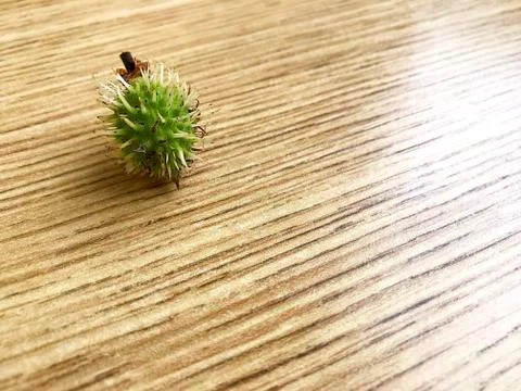A small green chestnut on the table. Stock Photos