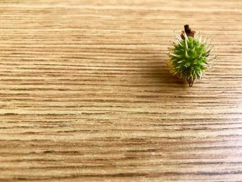 A small green chestnut on the table. Stock Photos