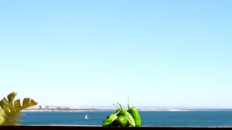 Small Green Chilli Peppers-Padron Peppers 스톡 동영상 777090