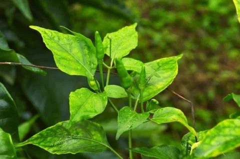 Small green chilli which is very spicy and tasty. They grow best in warm and  Stock Photos