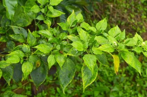 Small green chilli which is very spicy and tasty. They grow best in warm and  Stock Photos