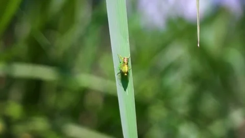 Small Green Cicada Resting on a Long Blade of Grass in Sunny Nature Stock Footage 342014645