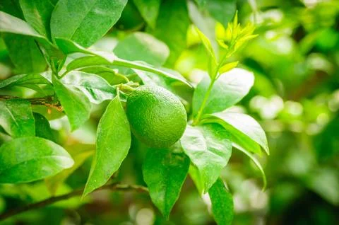 Small green citrus fruit on tree with green leaves in sunshine Stock Photos