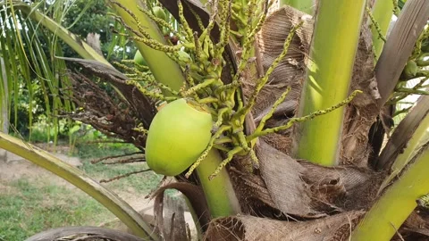 Small green coconut and its tree Stock Footage 340542628