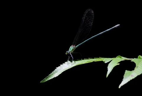A small green colored dragonfly Stock Photos