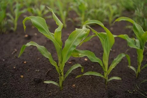 Small green corn sprouts close-up 스톡 사진