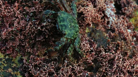 Small green crab crawling on rocks with red seaweed underwater motion. Stock Footage 339764023