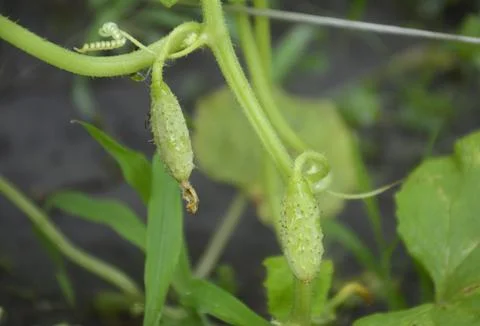 A small green cucumber with a flower at the end hangs on a branch of a bush Stock Photos