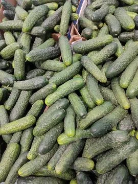 Small green cucumbers with pimples Stock Photos