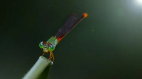 Small green damselfly Stock Photos
