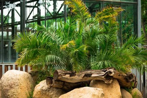 A small, green date palm grows in rocks. Stock Photos