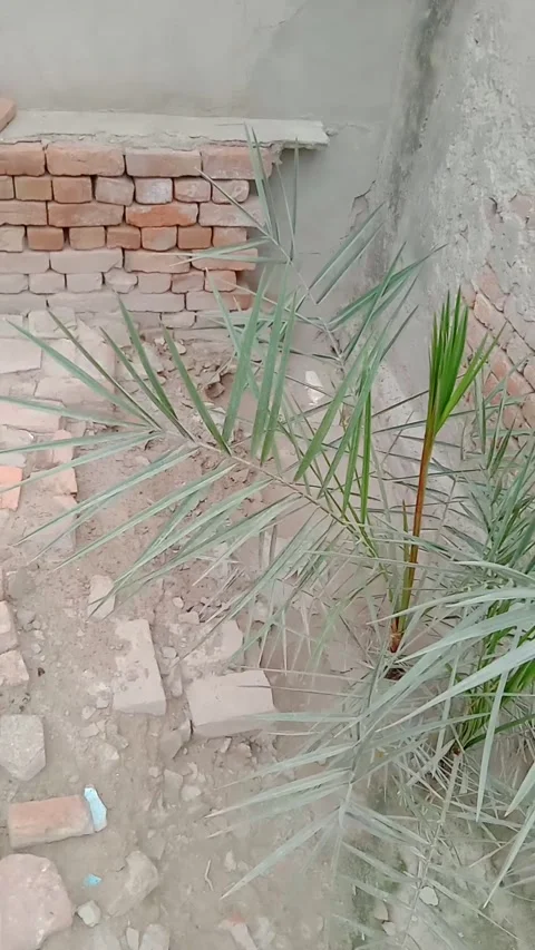 Small Green Date Palm Plant Growing in a Bright Outdoor Stock Footage 331899846