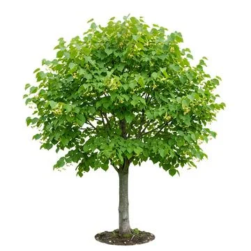 Small green deciduous tree with round lush foliage Stock Photos