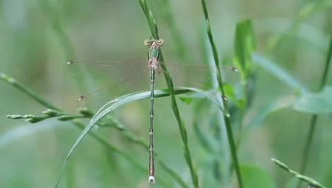 Small green dragonfly resting on a blade of grass Stock Footage 11261722
