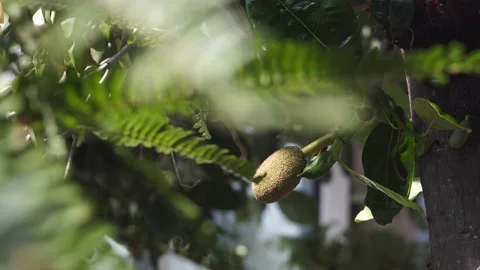 Small green exotic jackfruit ripens in shady tropical garden Stock Footage 163137008