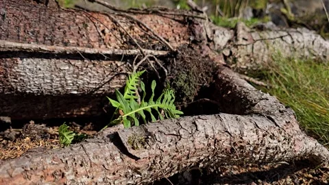 Small green fern growing between thick tree root and cracked bark Stock Footage 344472442