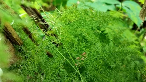 A small green fern tree blown by a light breeze Stock Footage 158727036