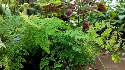 A small green fern tree blown by a light breeze Stock Footage 158732589