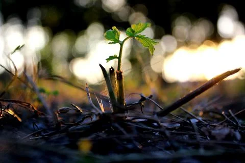 A small green flower in a dark spring forest makes its way through old decrepit 스톡 사진