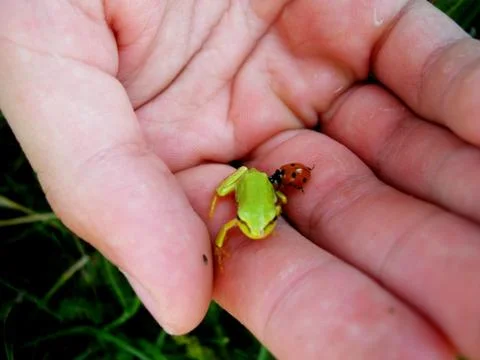 Small green frog  and  red  beetle  on the palm Stock Photos