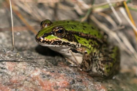 Small green frog close up Stock Photos
