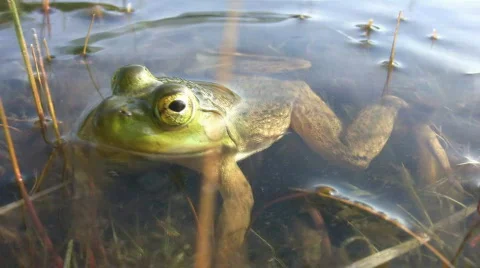 Small green frog. Stock Footage