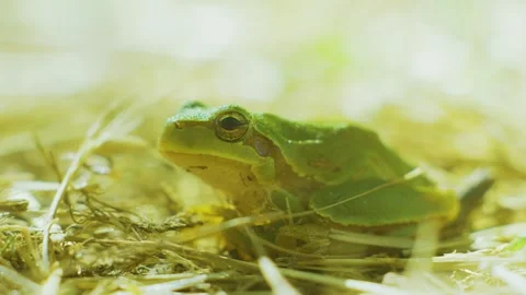 Small green frog in the grass Stock Footage 286103027