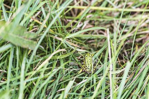Small green frog in the grass Foto stock
