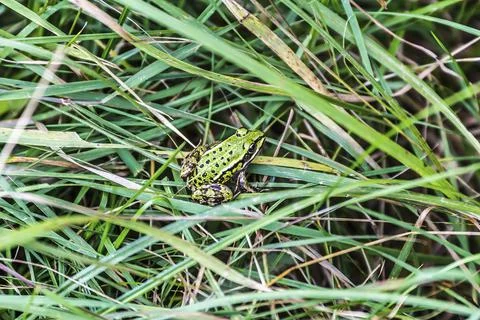 Small green frog in the grass Stock Photos