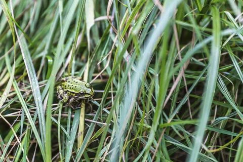 Small green frog in the grass Foto stock