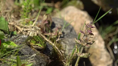 Small green frog jumping from stone Stock Footage 244566789