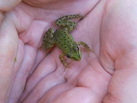 A small green frog in the open hands of men. Stock Photos
