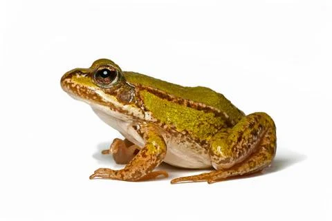 Small green frog Stock Photos