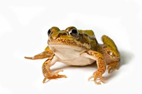 Small green frog Stock Photos