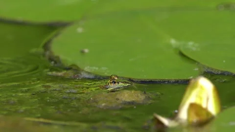 Small green frog in a pond Stock Footage 244566745