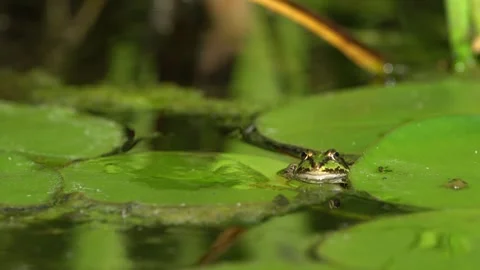 Small green frog in a pond Stock Footage 244566751