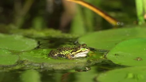 Small green frog in a pond Stock Footage 244566801
