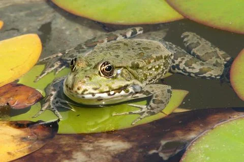 A small green frog is resting on a leaf Stock Photos