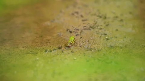 Small green frog resting on muddy bank in rural pond during summer Stock Footage 342332136
