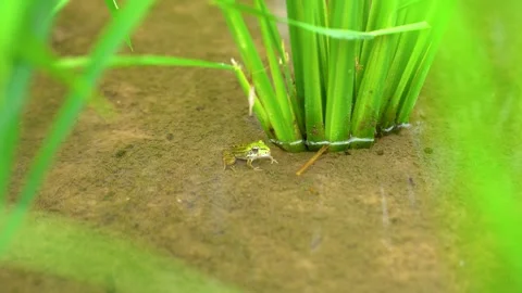 Small Green Frog Resting Near Rice Stalks in a Flooded Rural Paddy Field Stock Footage 341997178