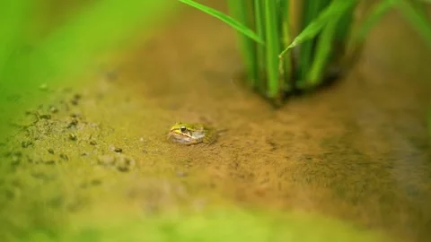 Small green frog resting in a shallow muddy pond near green rice stalks Stock Footage 341997241
