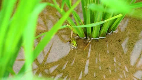 Small Green Frog Resting in Shallow Water of a Lush Rice Paddy Field Stock Footage 342220843