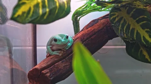 A small green frog sits on a branch. Stock Footage 157153514