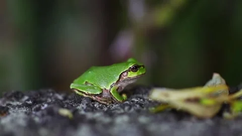 A small green frog sitting on a stone Stock Footage 243645133